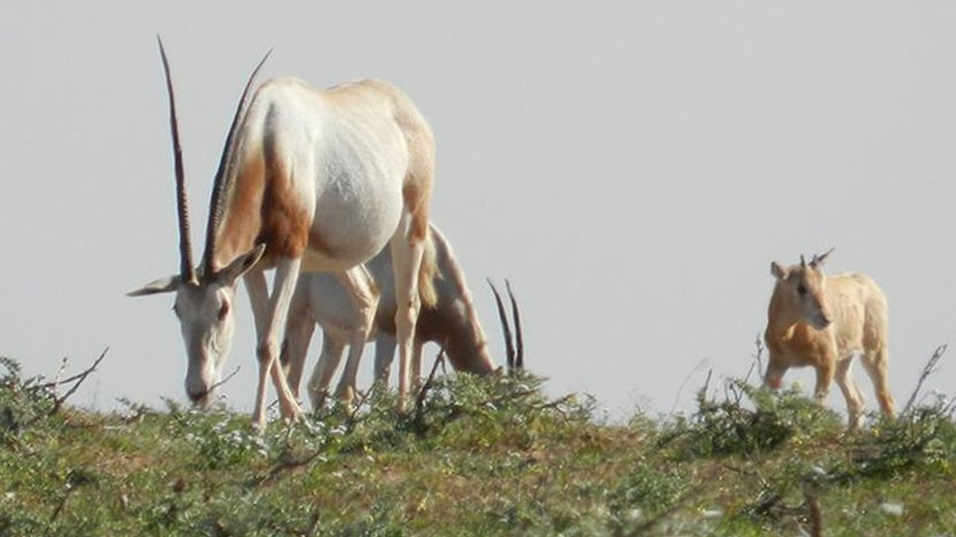 Descubrimiento privado - Souss Massa 4x4 Wildlife Park