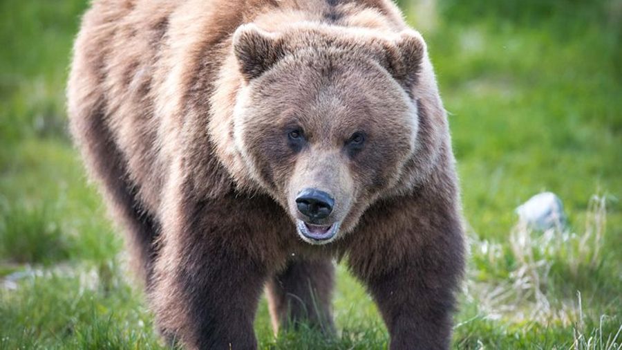 Alaska Wildlife Half-Day Small-Group Tour from Anchorage