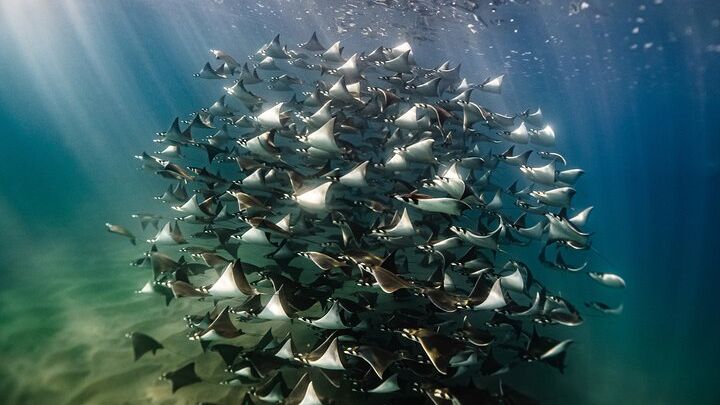 Open Ocean Safari and Whale Watching