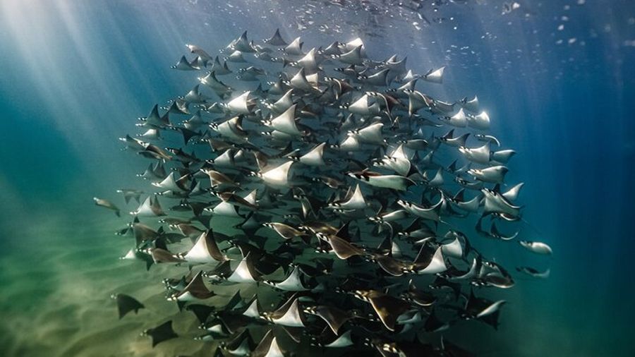 Open Ocean Safari and Whale Watching