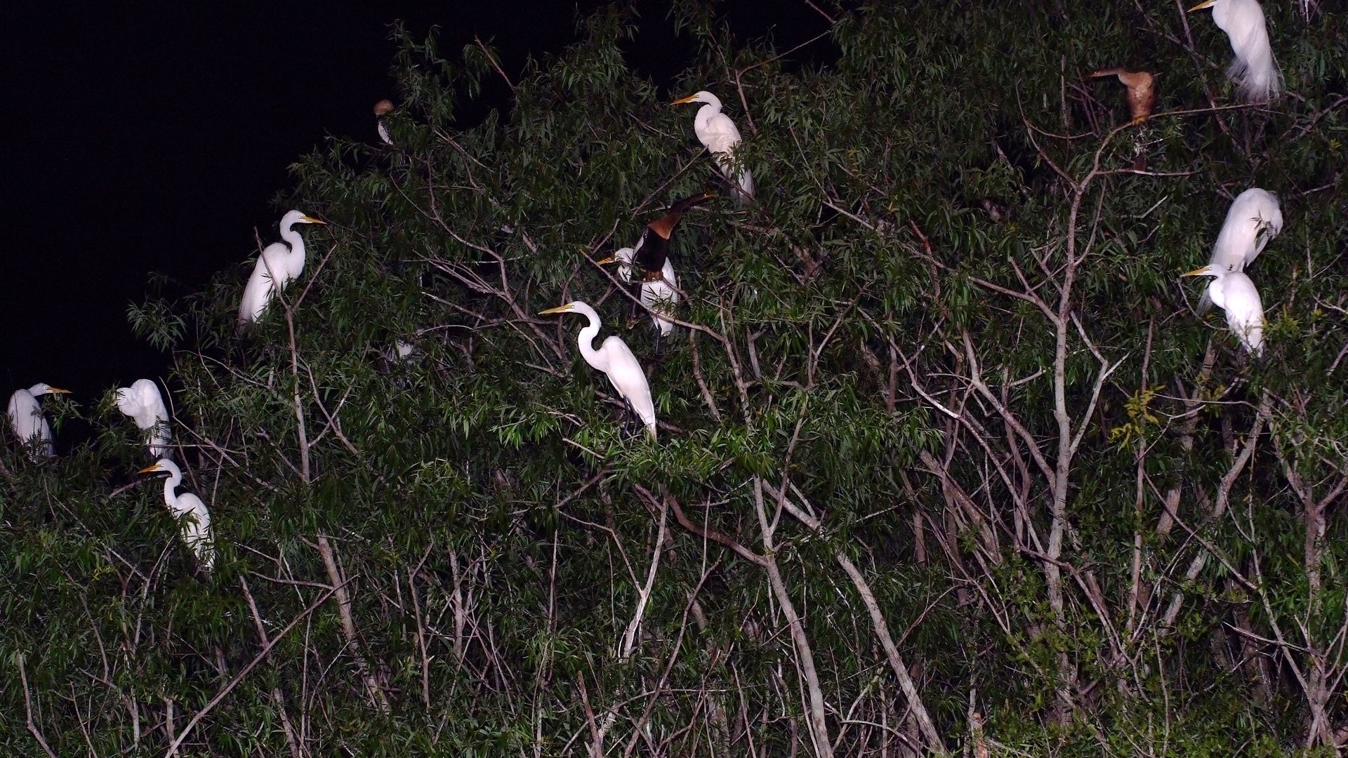 Kissimmee: 1-stündige Boggy Creek Nacht Everglades Airboat Tour
