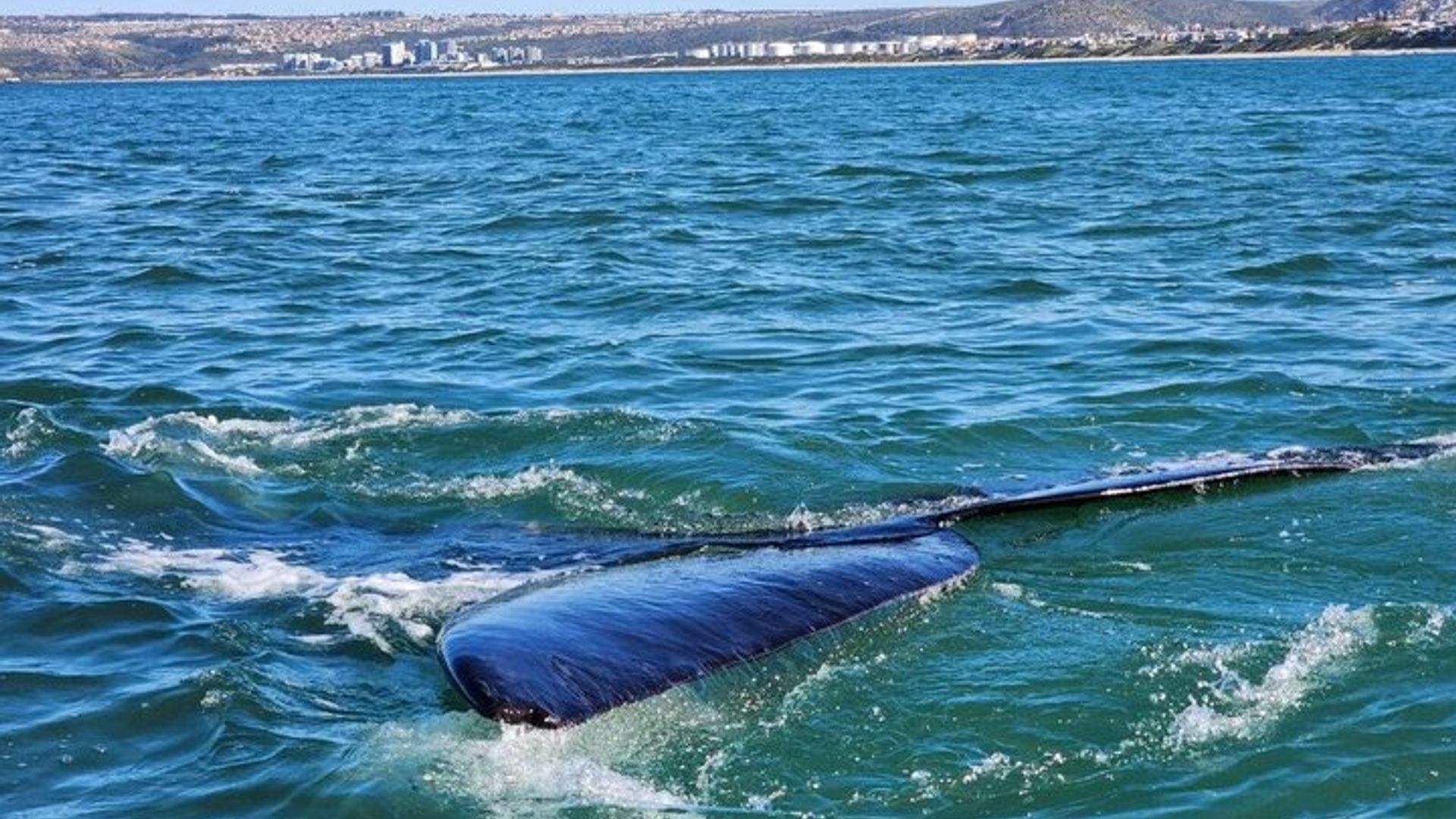 Excursions d'observation des baleines à Mossel Bay