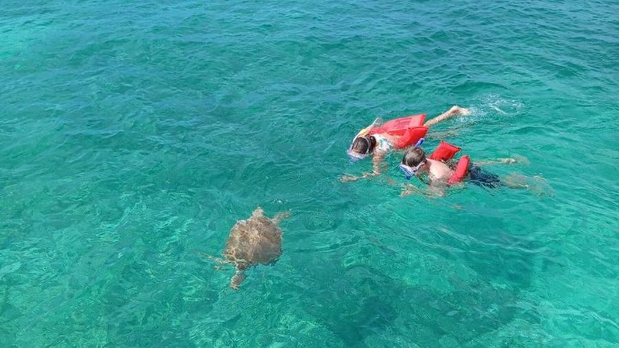 Private Nassau Rose Island Boat Tour Swimming Pigs, Turtles