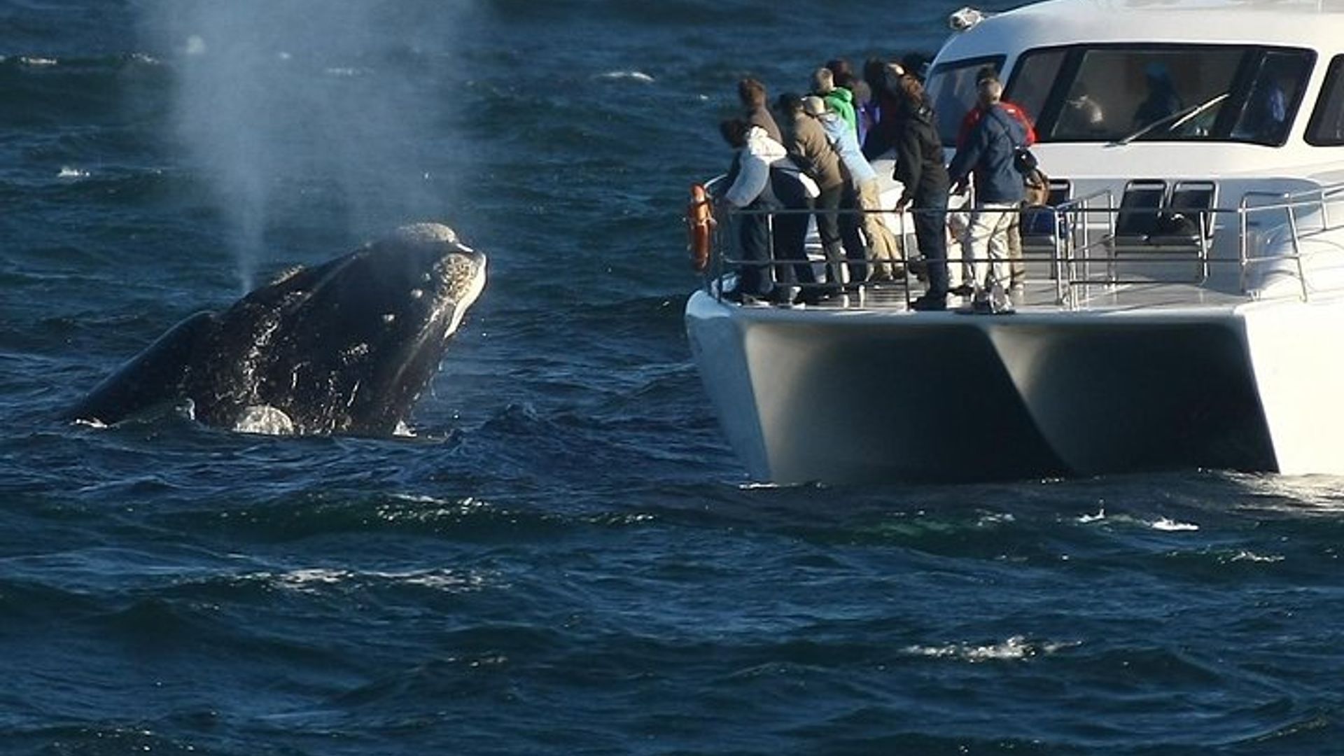 Hermanus avistamiento de ballenas y vino: tour privado desde Ciudad del Cabo