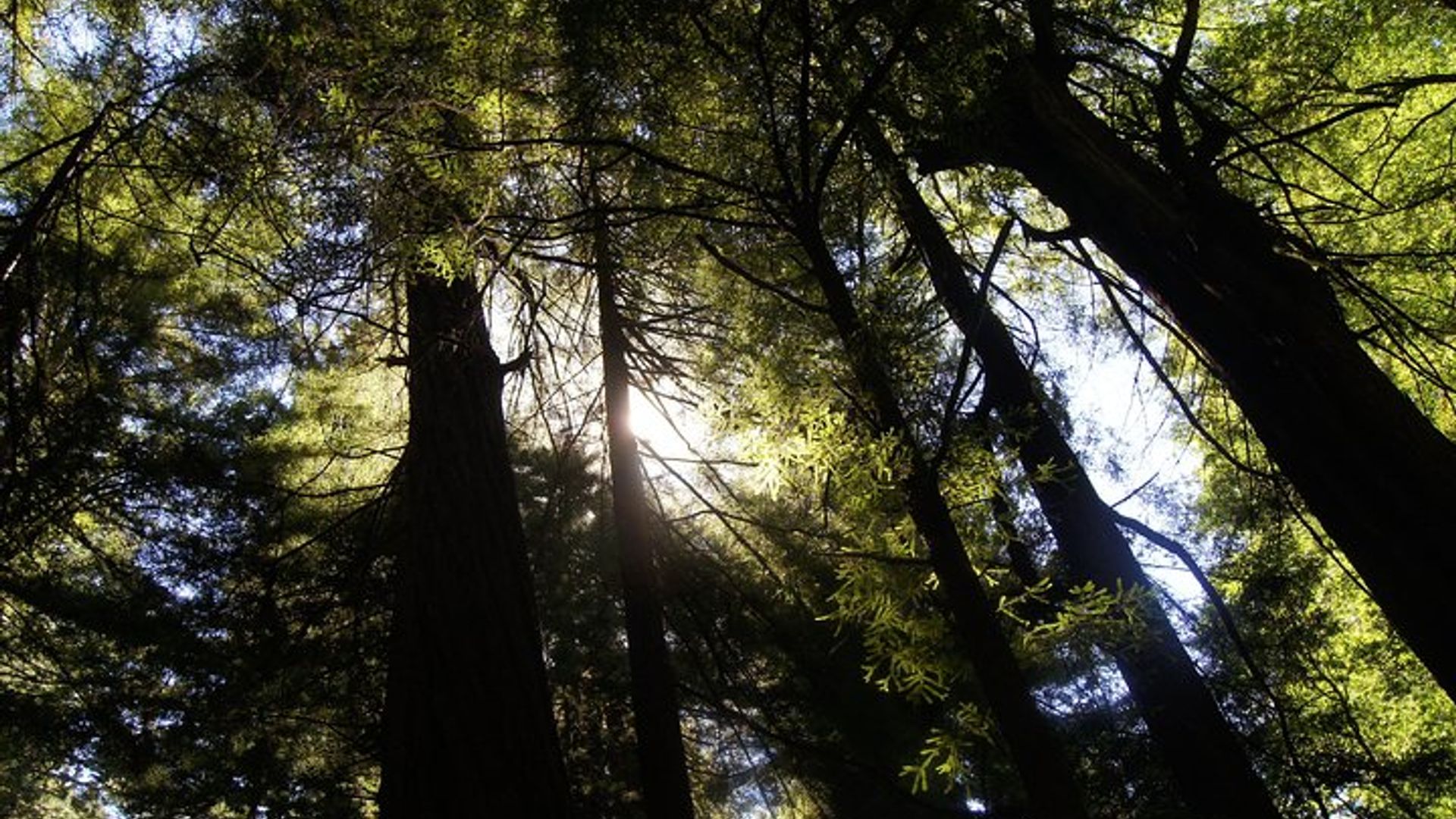 Muir Woods Half-Day Shore Excursion From San Francisco image 1