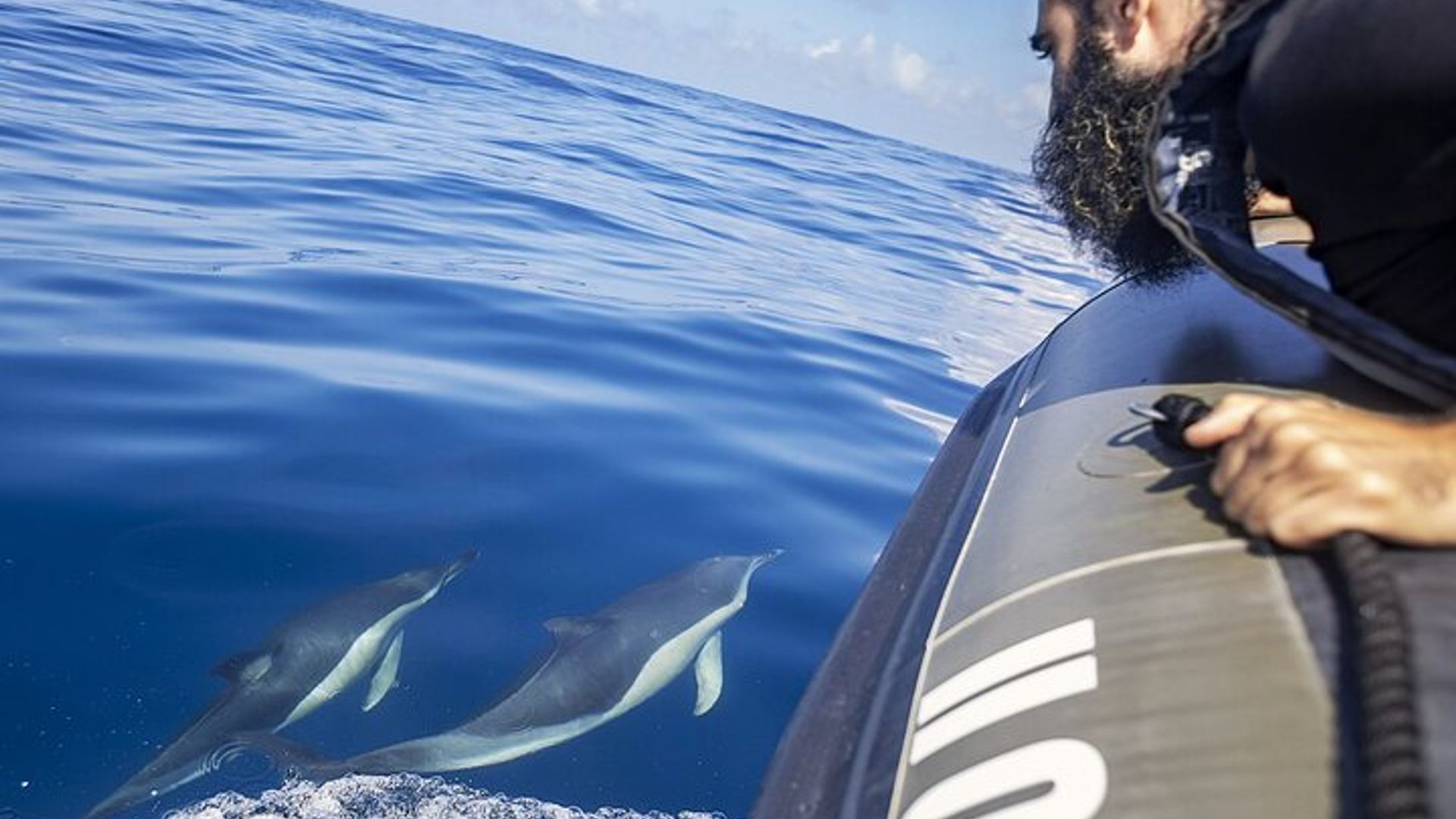 Croisière d'observation des dauphins en petit groupe à Lisbonne