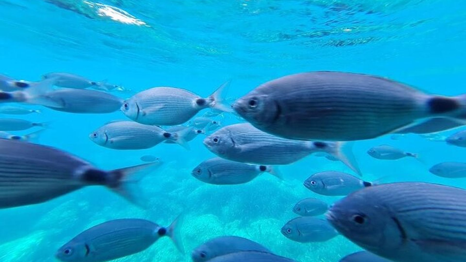 Cap Norfeu Swimming: Underwater Views