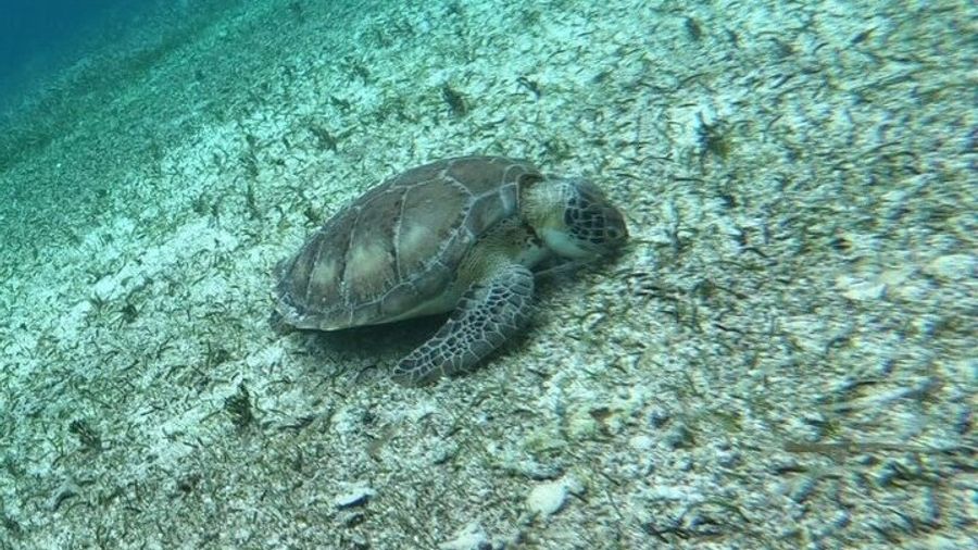 Shared Snorkeling Tour Playa El Cielo in Cozumel
