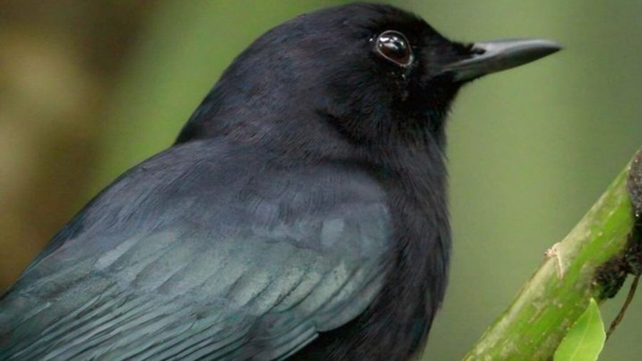 Cozumel Birding Tours - Private & Small Group Specialist