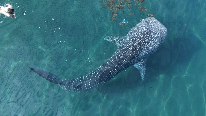 Whale Shark Adventure with a Marine Biologist
