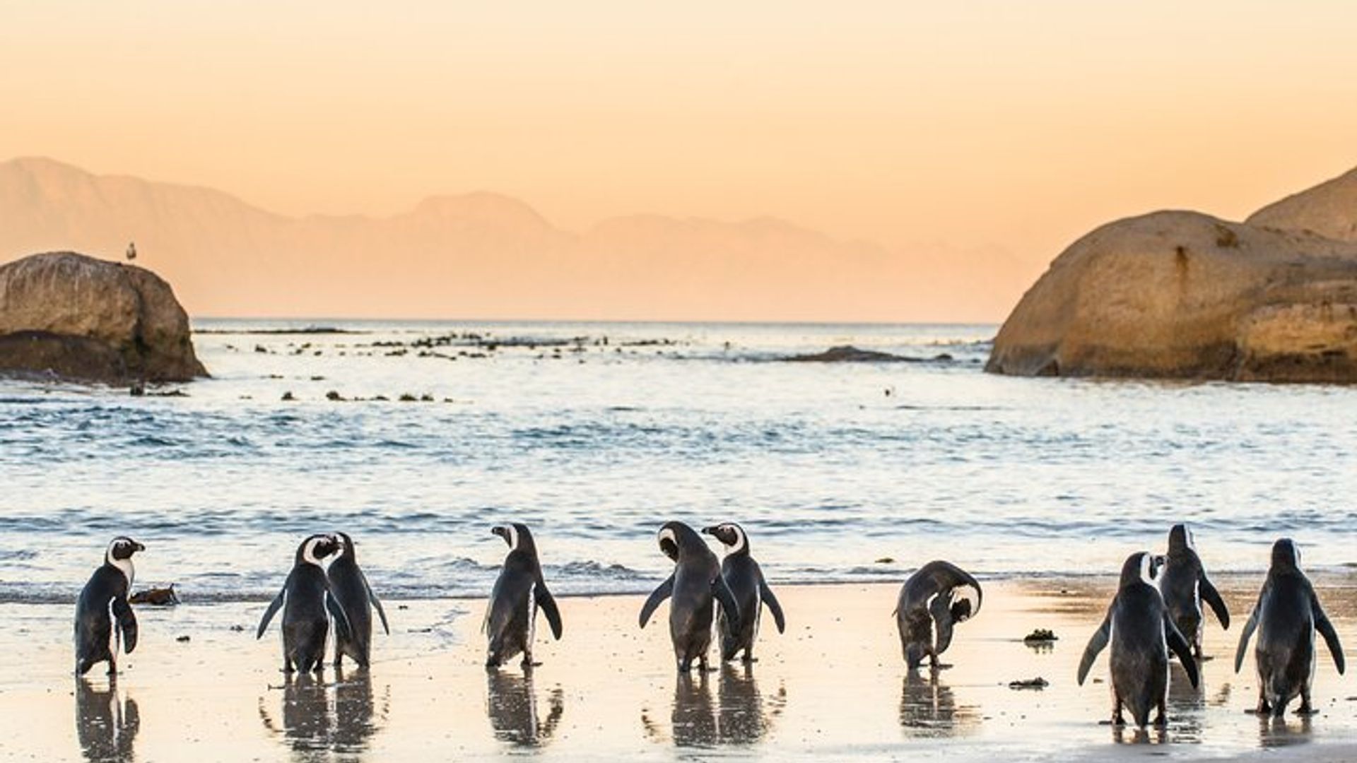 Boulders Beach Penguin Encounter Half-Day Tour