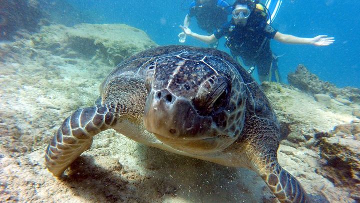 Discover Scuba diving at Green bay statues