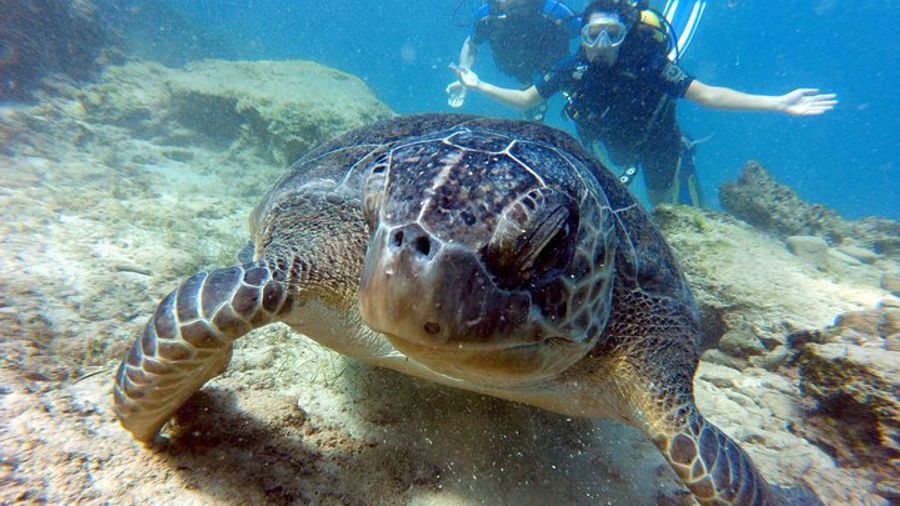 Discover Scuba diving at Green bay statues