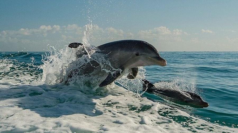 Clearwater: 90-Minute Dolphin Spotting Boat Cruise