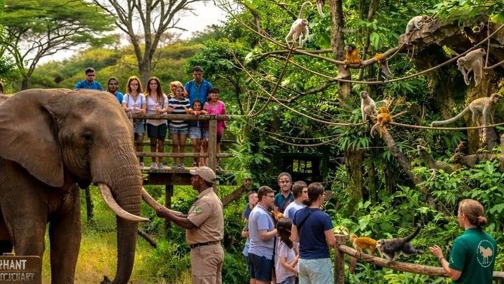 Elephant & Monkey Sanctuary Tour from Johannesburg