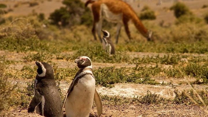 Punta Tombo Penguin Colony and Union Beach from Puerto Madryn