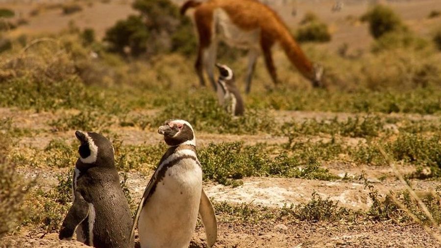 Punta Tombo Penguin Colony and Union Beach from Puerto Madryn