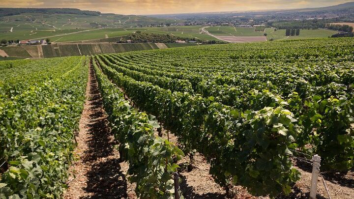 Champagne Tasting Tours Small-Group Day Trip From Paris
