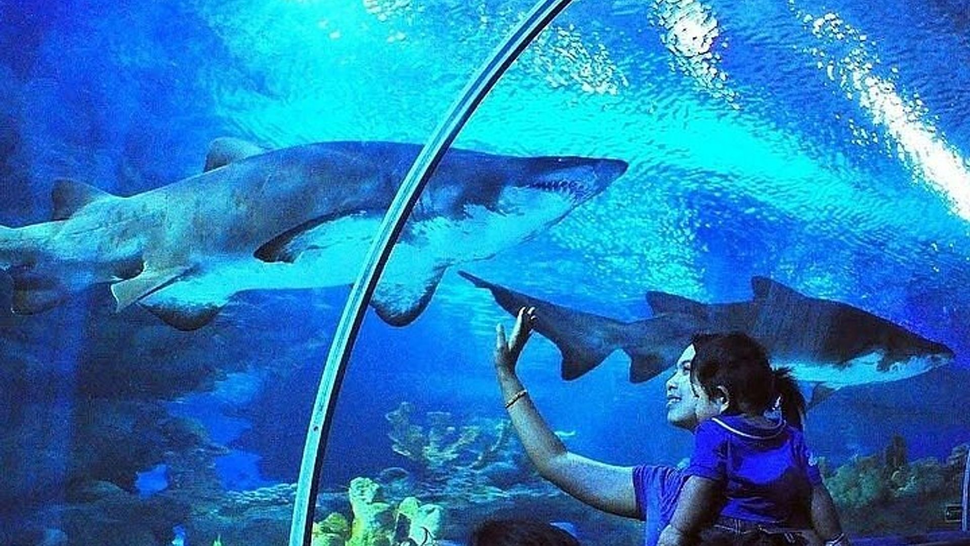 Antalya Aquarium with Entrance and Roundtrip Transfer from Alanya