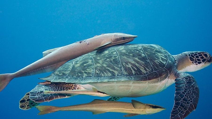 Roatan Scuba Diving - Flexible Packages