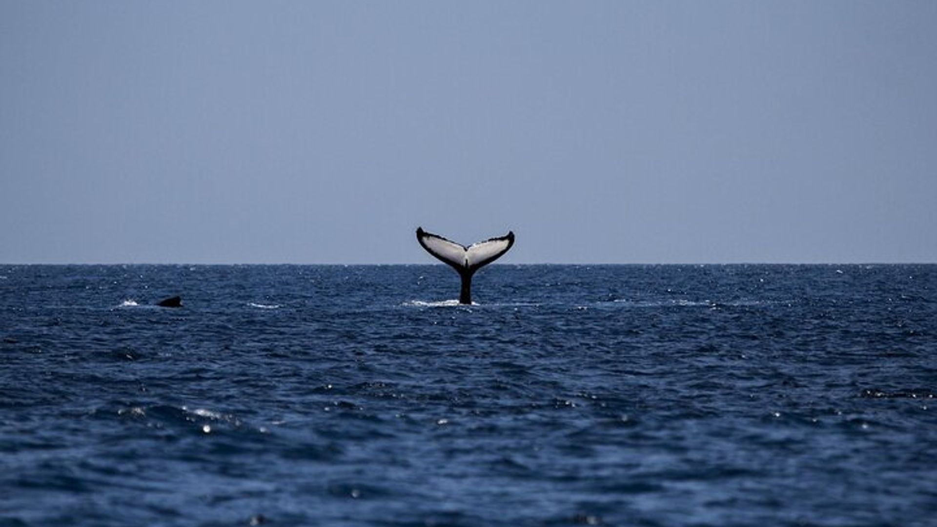 Ciudad del Cabo: tour privado de avistamiento de ballenas y viñedos