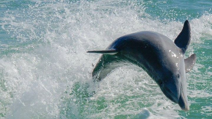 Egmont Key Small-Group Snorkeling Dolphin Boat Tour