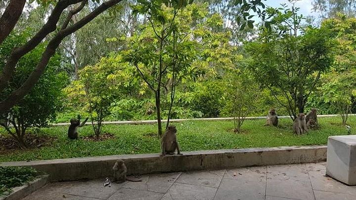 Da Nang: Golden Bridge and Monkey Mountain Tour