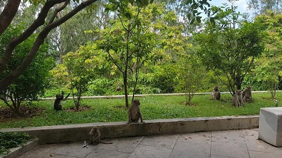Da Nang: Golden Bridge and Monkey Mountain Tour