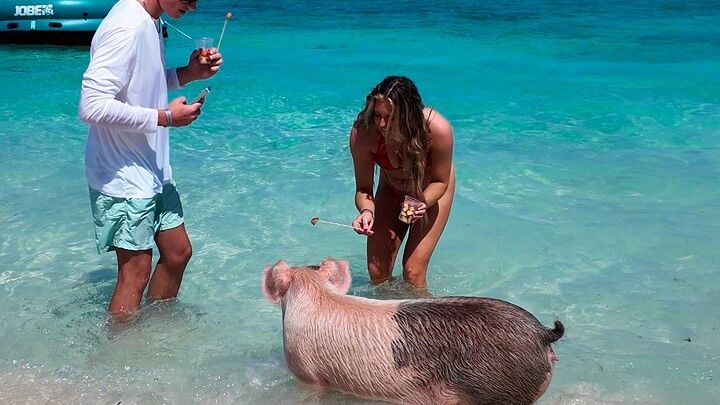 Swimming Pigs, Snorkeling and Beach Tour in Nassau Bahamas