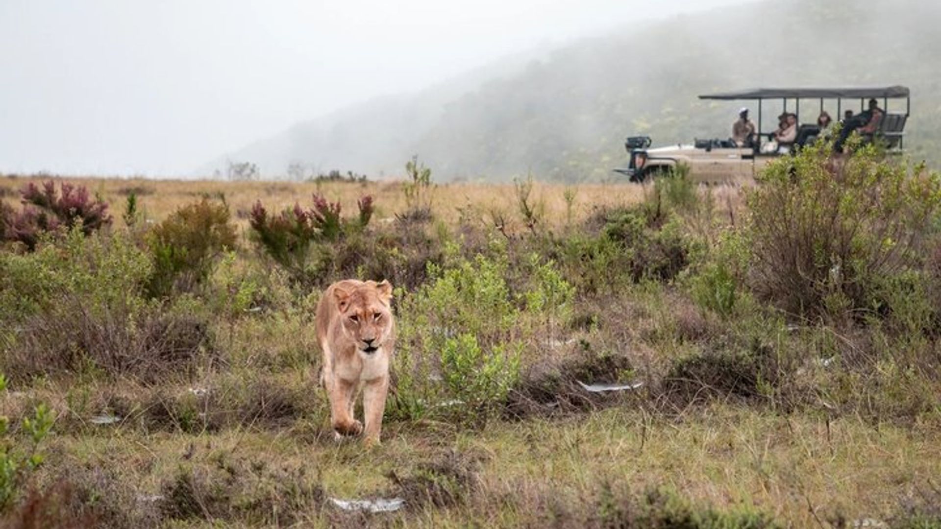 Mossel Bay Wildlife Safari Erfahrung