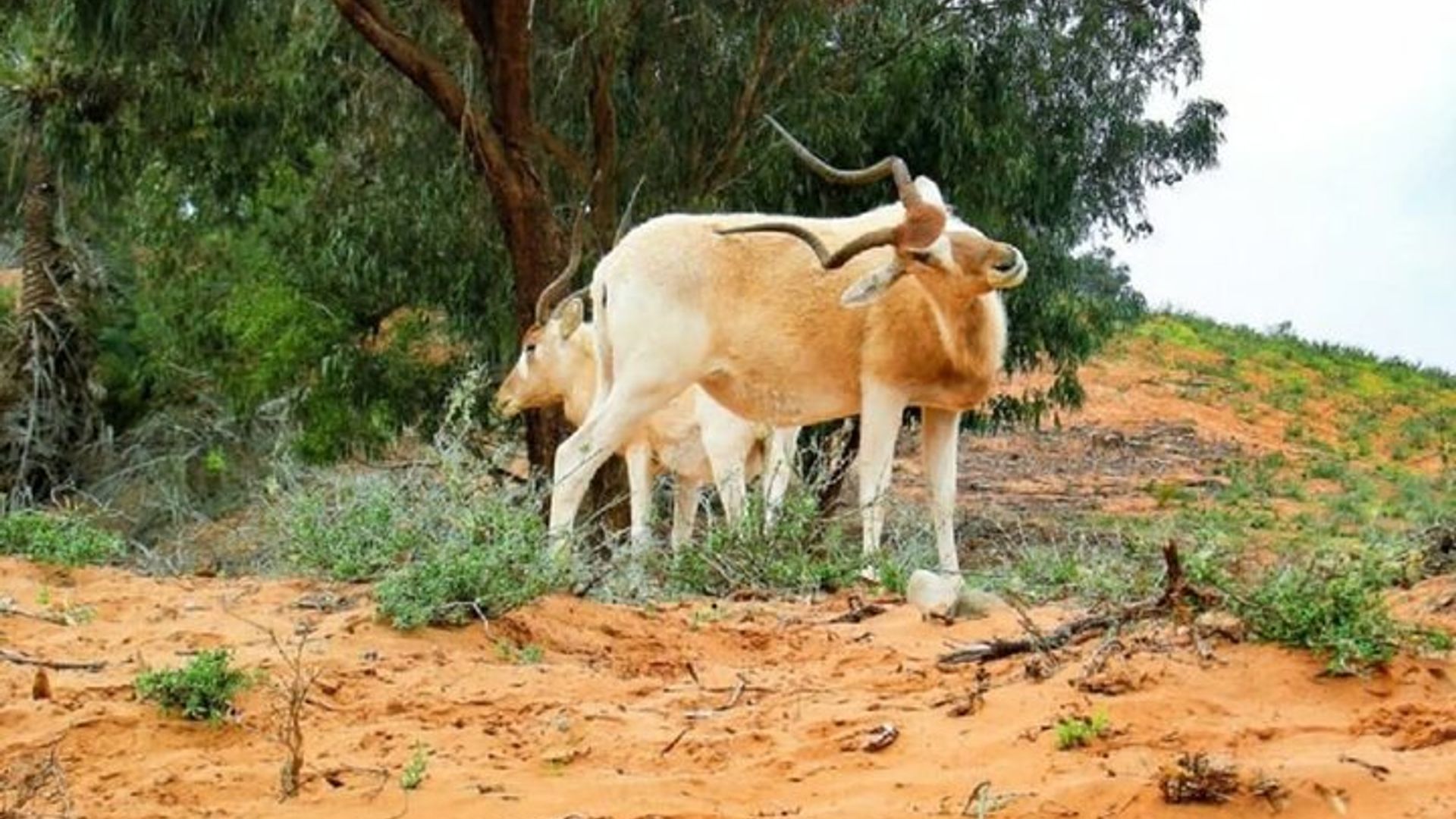 Souss Massa National Park From Agadir