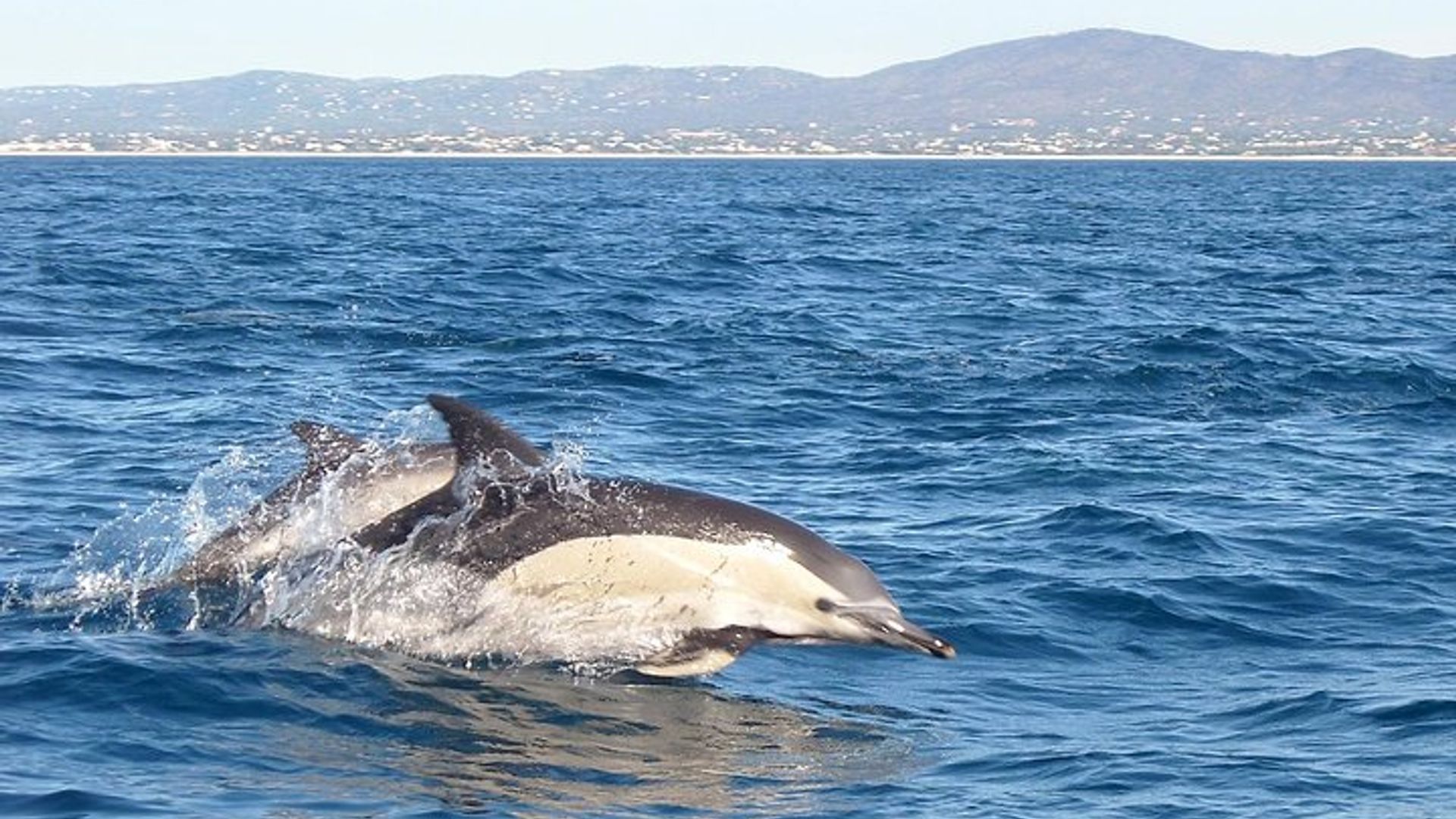 Delfinbeobachtung von Cabanas de Tavira