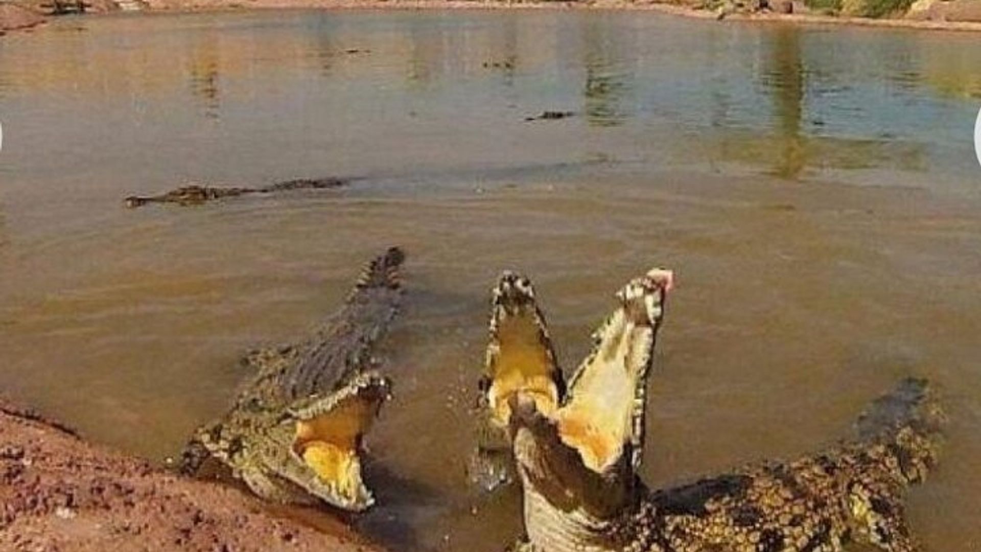 Krokoparz und Ziege klettern auf den Baum Agadir