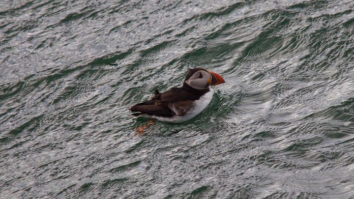 Edinburgh Firth of Forth Sightseeing Cruise