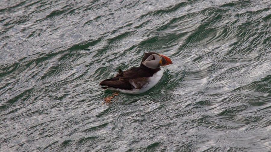 Edinburgh Firth of Forth Sightseeing Cruise