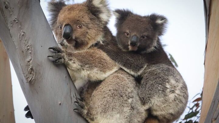 Kangaroo Island 2-Day Wildlife Adventure Small Group tour