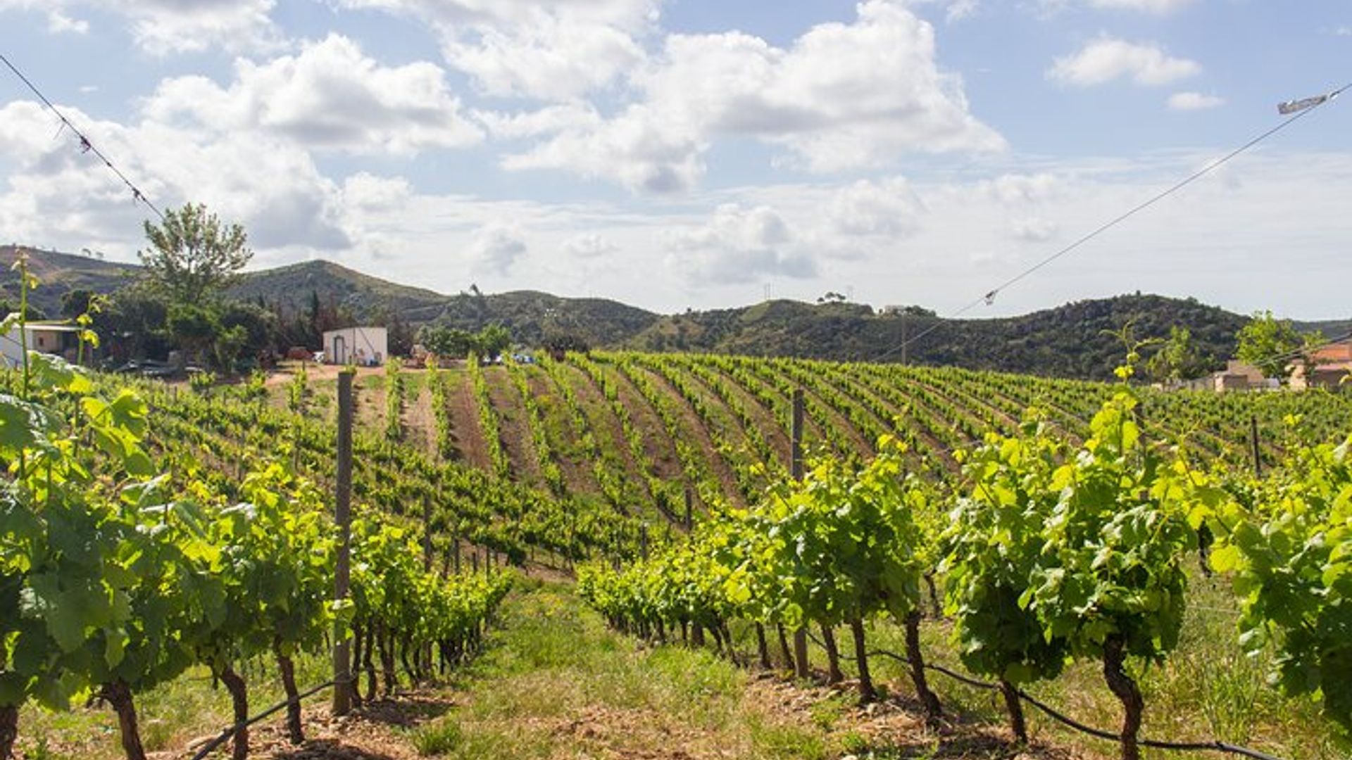 Albufeira Wine Tour: 2 Vineyards, 6 Tastings & Historic Silves