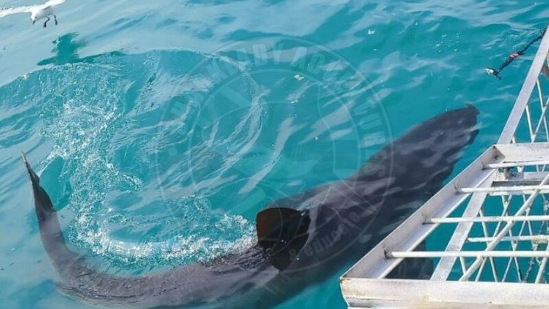 South Africa Shark Cage Diving