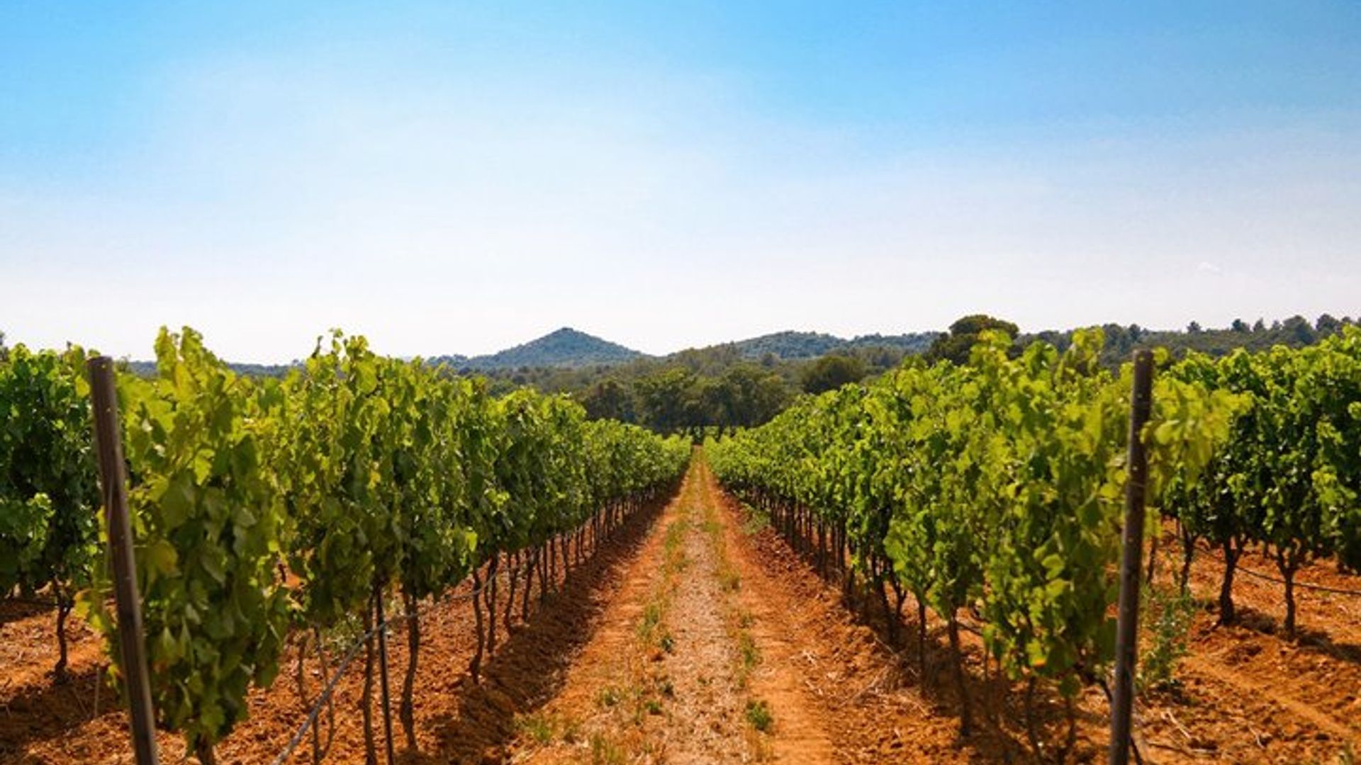 French Riviera 4WD Vineyard Tour and Wine Tasting Small-Group