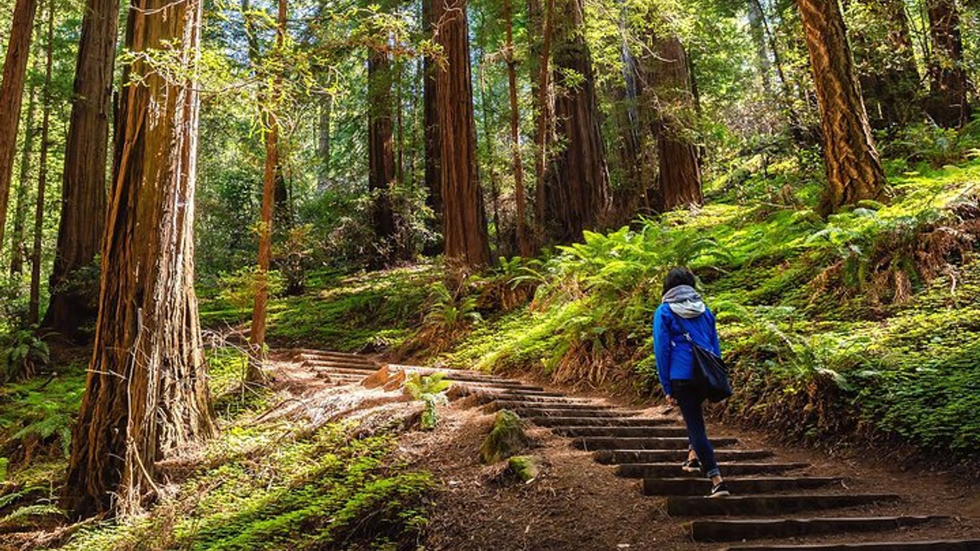 San Francisco - Muir Woods National Forest Tour image 3