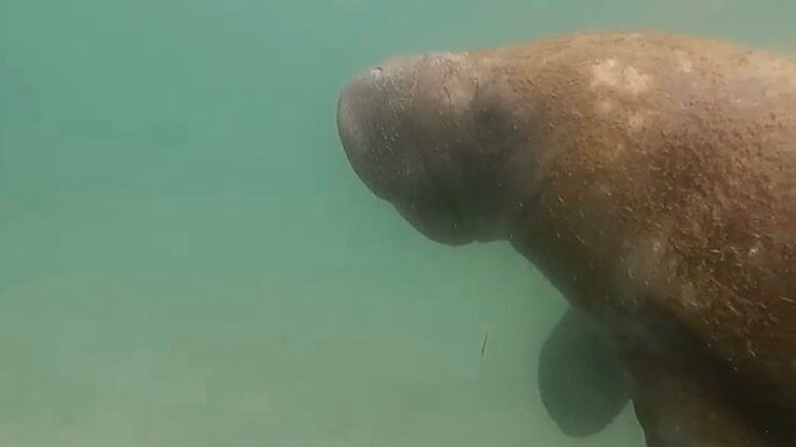 San Juan: Balneario El Escambron Snorkeling Tour