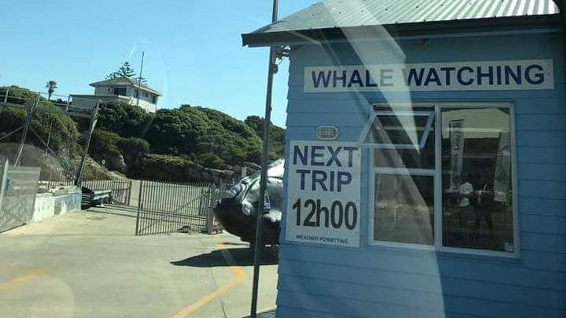 Whale Watching in Hermanus