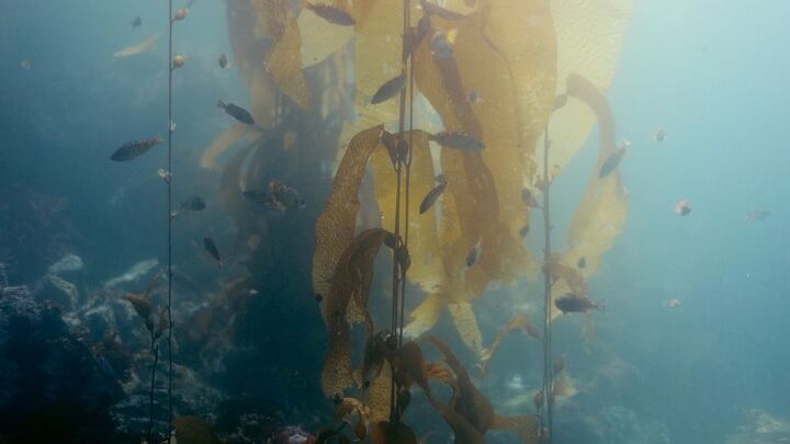 Small-Group 3-Hour Snorkeling Tour of Sitka Sound
