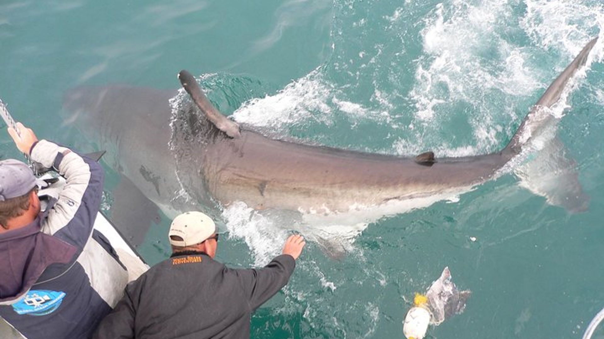 Cape Town Shark Cage Diving à Gaansbaai avec transferts