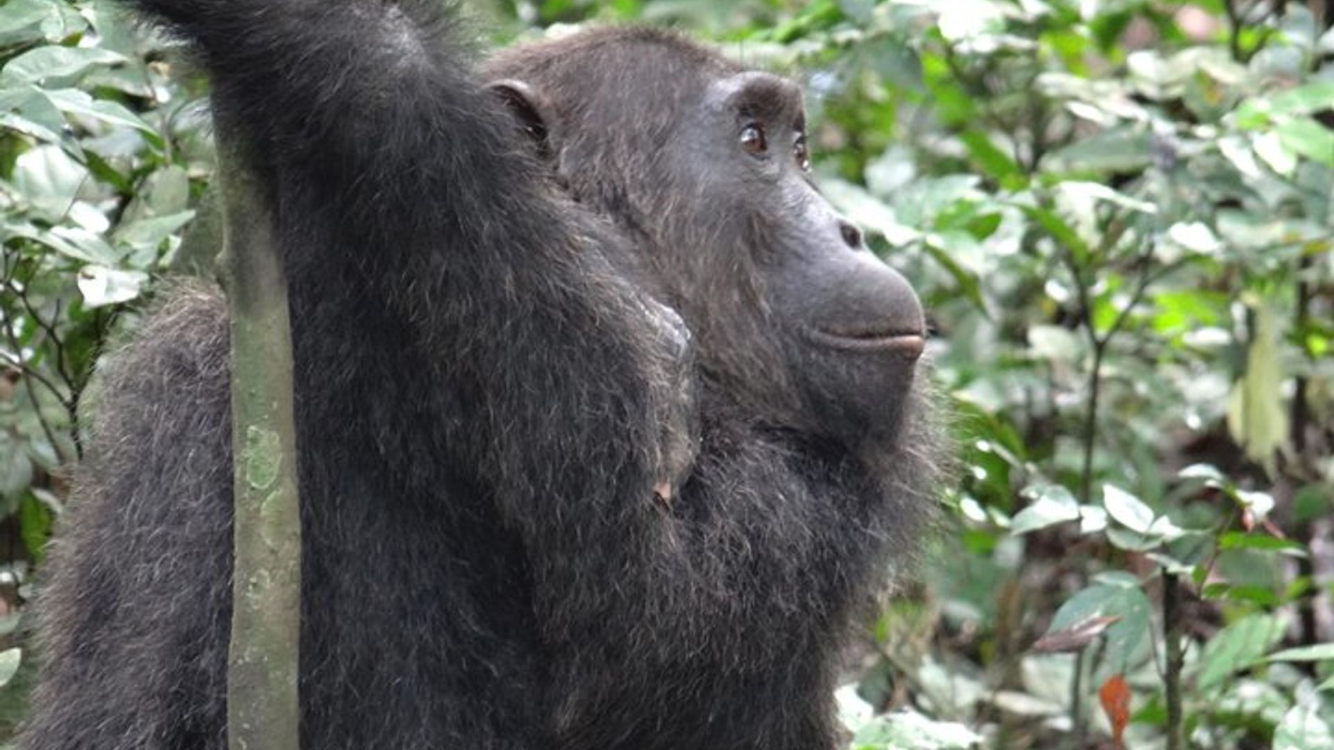 1 day chimpanzee tracking in budongo forest and kaniyo pabidi