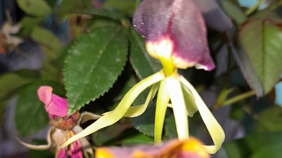 Belize City Culture, Nature, Rum tasting, V.i.V.