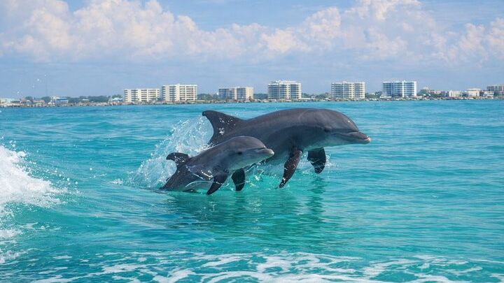 Destin Harbor Catamaran Dolphin Cruise