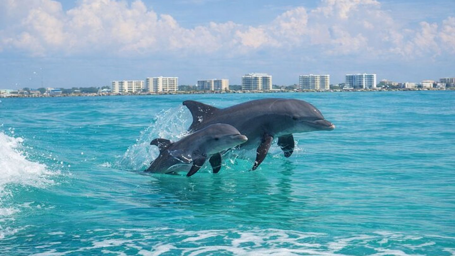 Crucero en delfín por el puerto de Destin