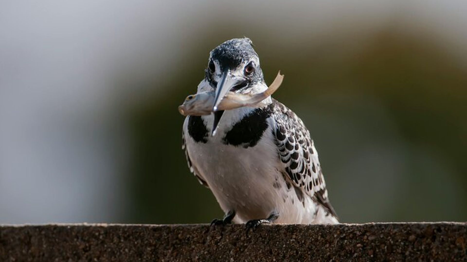 Ferries de Keurbooms