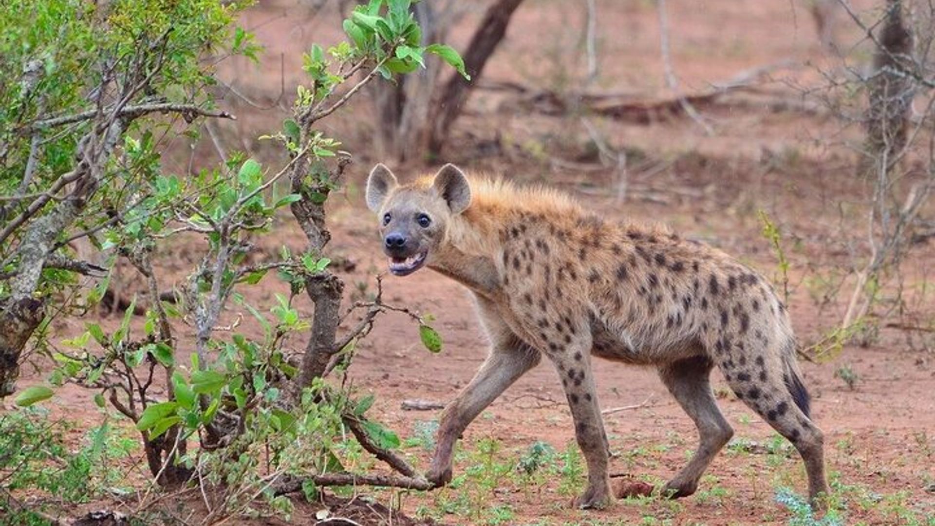 4 días en el Parque Nacional Maun y Chobe Todo Incluido